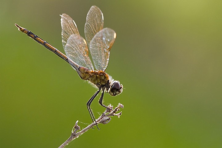 Unbekannte Libelle